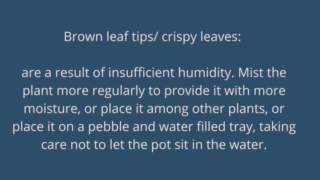 Calathea Stromanthe Triostar Care Guide And Propagation смотреть онлайн