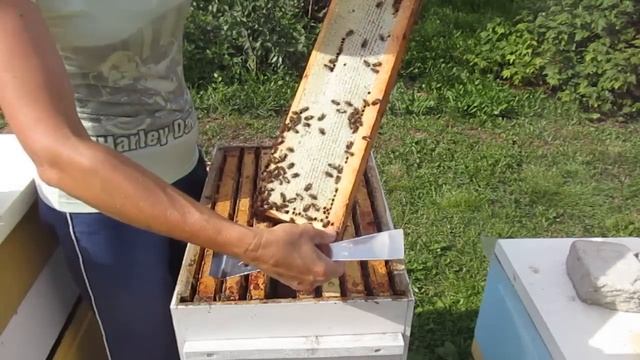 Как пчёлы делают правильный мёд (02.08.2022) смотреть онлайн