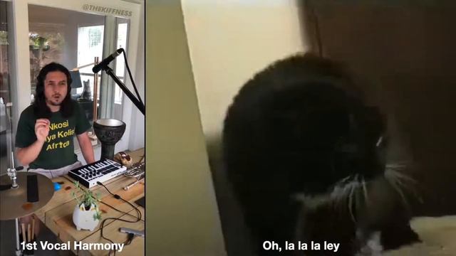 кот поёт под музыку смотреть онлайн