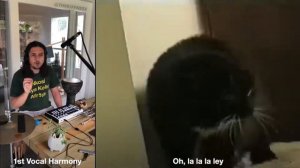 кот поёт под музыку