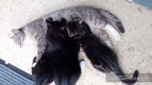 Котята наяривают маму- кошку I Смешные котята