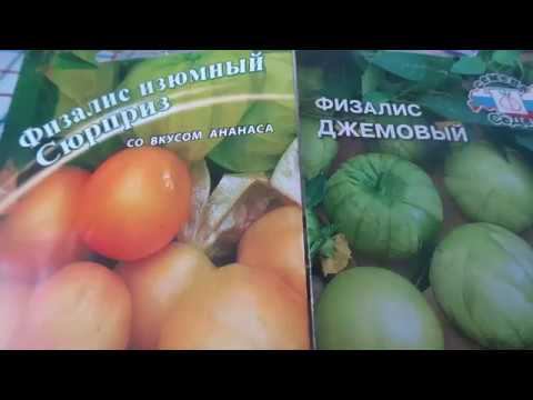 Сроки и Посев Физалиса Пророщенными Семенами на Рассаду. смотреть онлайн