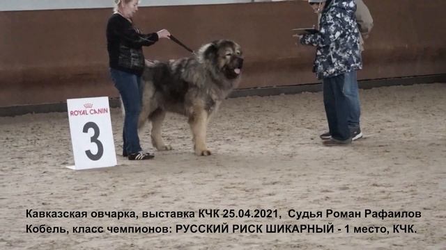 Кавказские овчарки, Монопородная выставка КЧК 25.04.2021 www.r-risk.ru +79262205603 Татьяна Ягодкин смотреть онлайн
