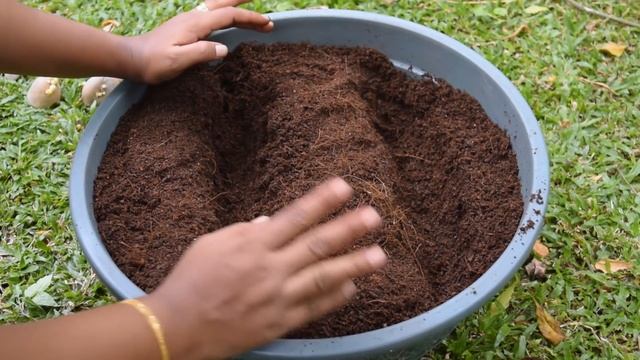 බදුනක අල වවමු - How To Grow Potatoes In a Basket смотреть онлайн
