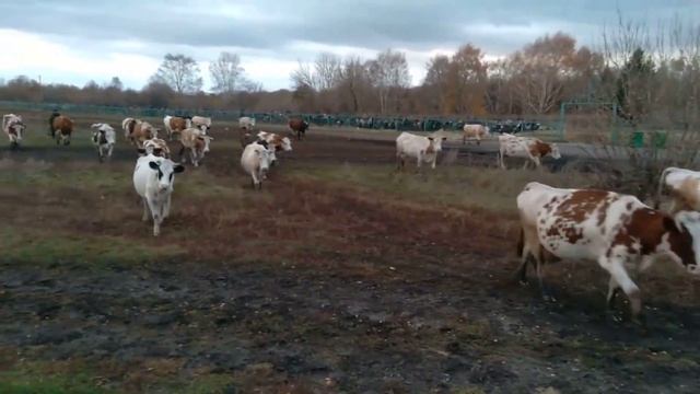 КОРОВЫ идут из стада в село как в СССР