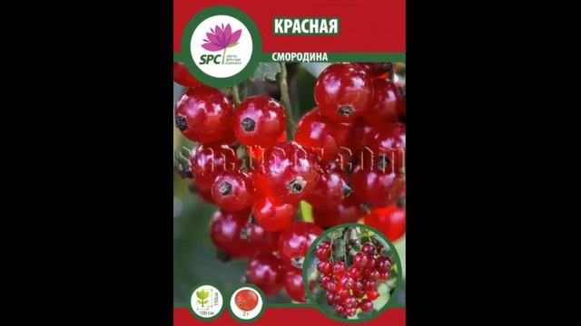 #Крыжовник #Смородина Плодовые #кустарники от Ольги Шевчук смотреть онлайн