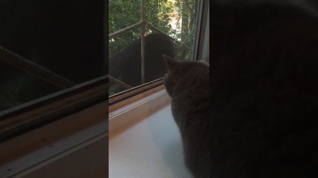 Кот ругается смотреть онлайн