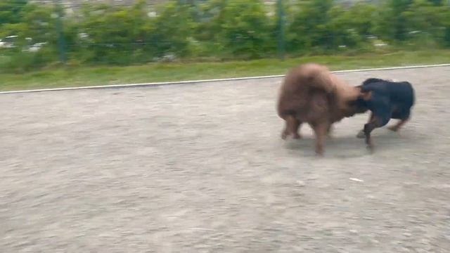 Минидоберман "цвергпинчер" смотреть онлайн