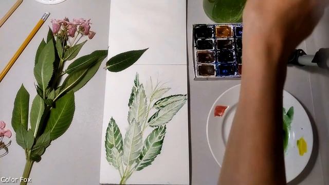 Бальзамин лесной (недотрога). Рисунок акварелью. Impatiens.Watercolor.水彩画. ピンクの花
