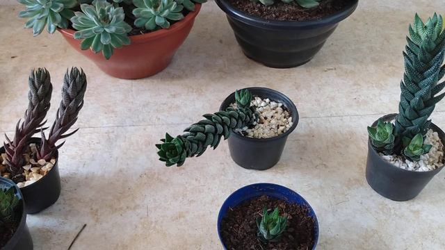 Suculentas - Os efeitos do sol na Haworthia Coarctata смотреть онлайн