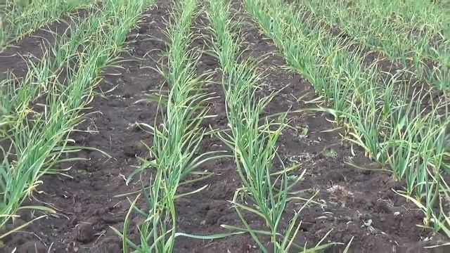 Как заработать на чесноке. Часть 3.Первая прополка. смотреть онлайн