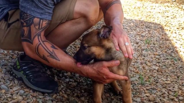 Navy Seal Dog Training - Friday, January 30, 2015 смотреть онлайн
