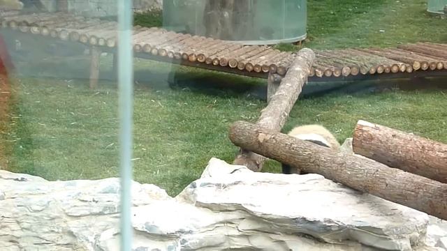 Shanghai Zoo Baby Pandas-1 смотреть онлайн