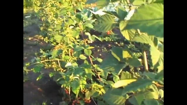Выращивание ежевики у себя дома смотреть онлайн