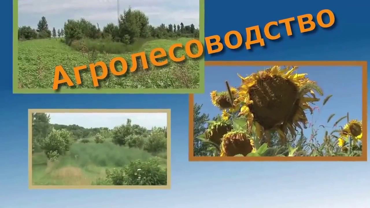 Марк Шепард  'Лесополевая система'