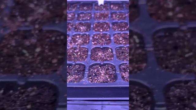JANUARY INDOOR GROWING | Winter Sown | Flowering Plants | Zone 8b смотреть онлайн