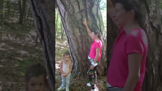 Гора Ай-Петри. 200-летняя сосна. Серебряная беседка. Крым 2022. смотреть онлайн