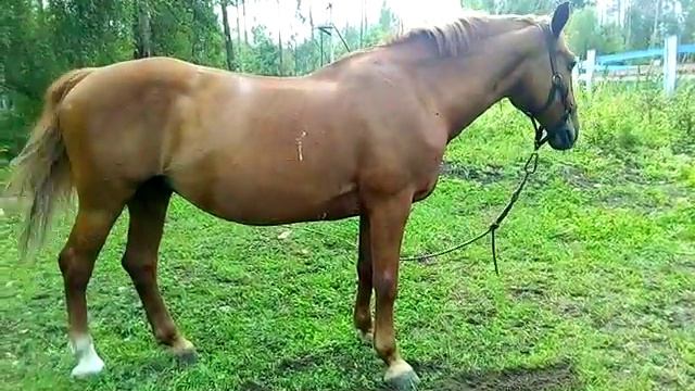 Калина лежать смотреть онлайн