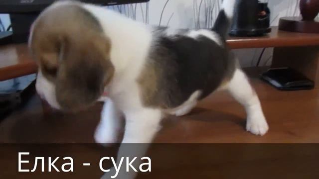 Щенки бигля из питомника в Саратове сч смотреть онлайн