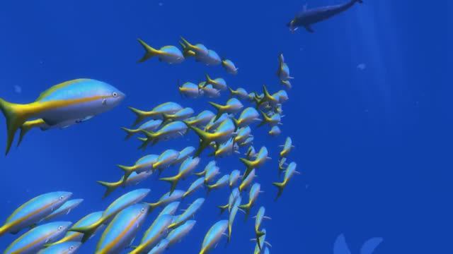 Ocean Rift смотреть онлайн