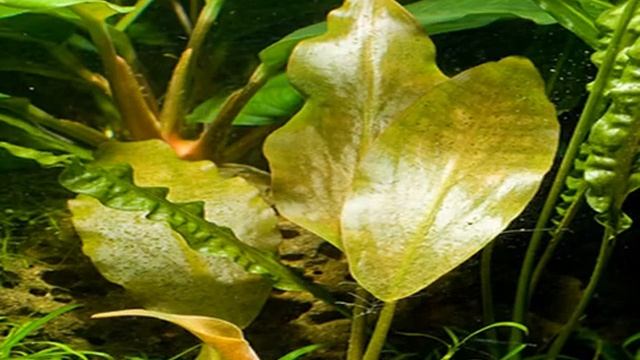 Лагенандра Меебольда. Описание. Содержание. Уход. Размножение. Аквариумные растения. смотреть онлайн