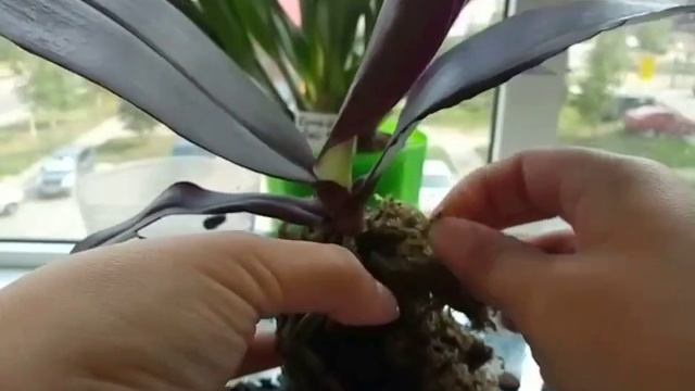 29. 3-ИЙ БЛИН НЕ КОМОМ! // УДАЧНАЯ ПОСЫЛКА! //Phalaenopsis Salu's Fragrancy смотреть онлайн