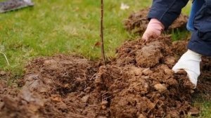 Как глинистую почву сделать плодородной и рыхлой?