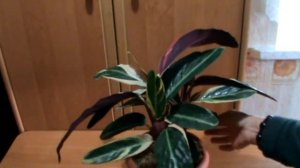 КАК УХАЖИВАТЬ ЗА СТРОМАНТОЙ:ОСОБЕННОСТИ  ВЫРАЩИВАНИЯ !!!