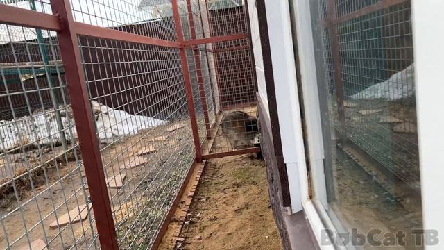 Сервал Микки и Мейн-куны переезжают в новую просторную комнату / Кун знакомится с Барби смотреть онлайн