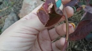 голубика Аврора и Либерти. Первые саженцы от Светланы Татур.