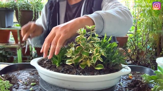 Succulent Arrangement in Oval Ceramic Dish смотреть онлайн