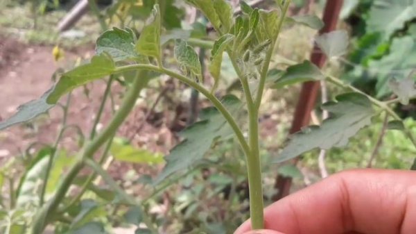 Propagation through tomato suckers|| Tomato farming || Tomato pruning.