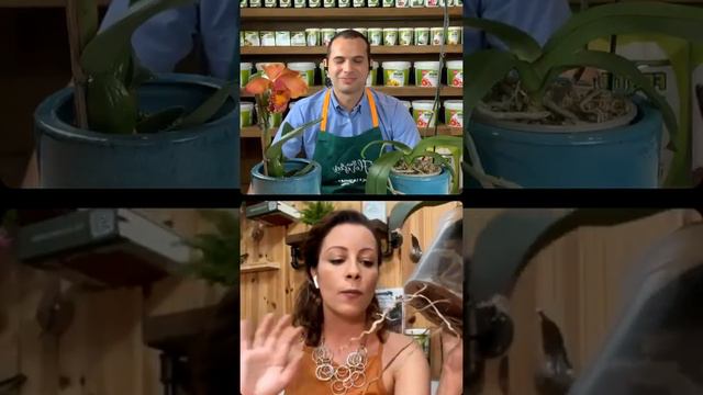 Live Completa com Carol Costa/ Como Cuidar de Orquídeas смотреть онлайн