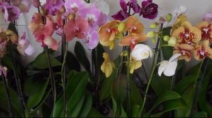 Как выбрать здоровую орхидею в магазине