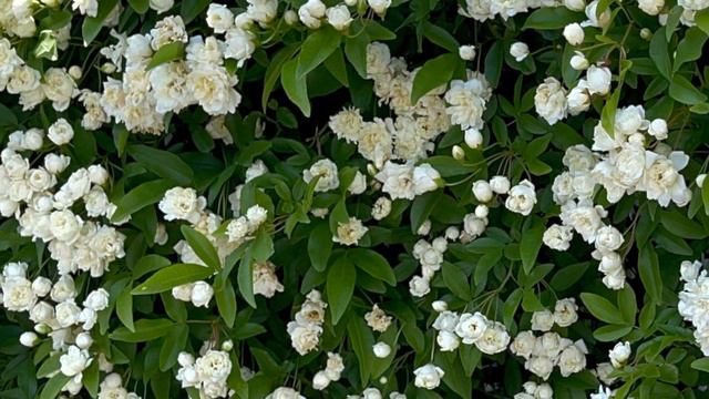 White And Yellow Lady Banks' Rose