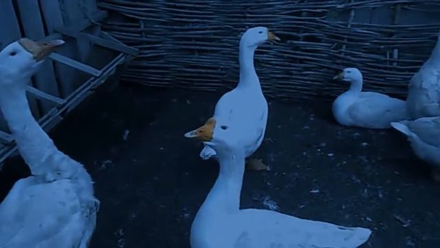 Гуси Линдовской породы. смотреть онлайн