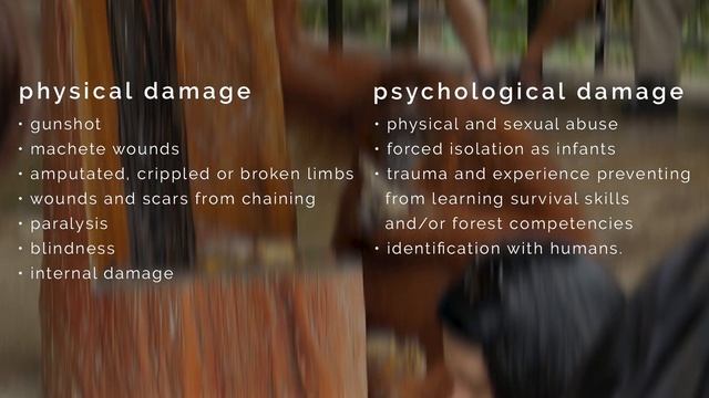 What Happens If Orangutans Go Extinct? - Borneo Travel Documentary