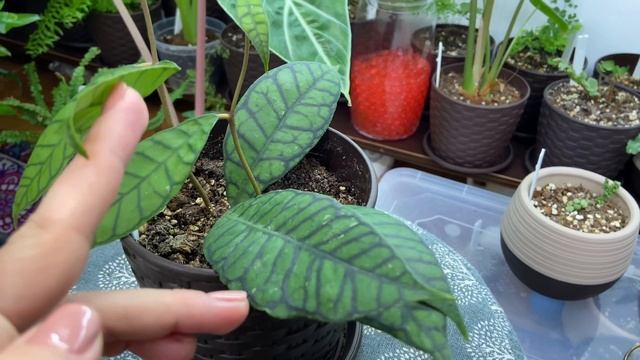 Хойя Томпсони и Хойя Калимантан