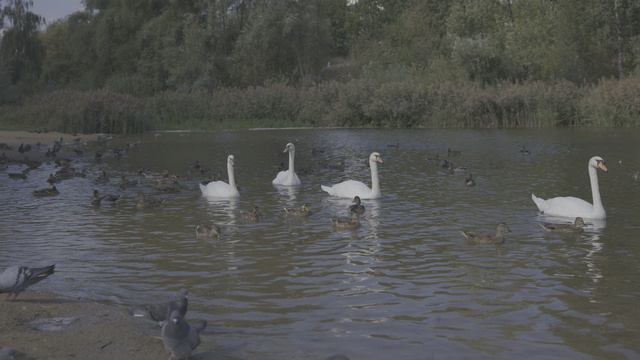 Nikon Z 6III, съёмка в N-Log смотреть онлайн