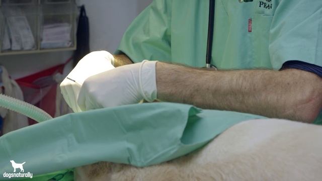 How To Tell If Your Dog's Lump Is Cancer смотреть онлайн