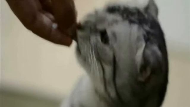 Айс Дон Карлос обожает оливки! смотреть онлайн