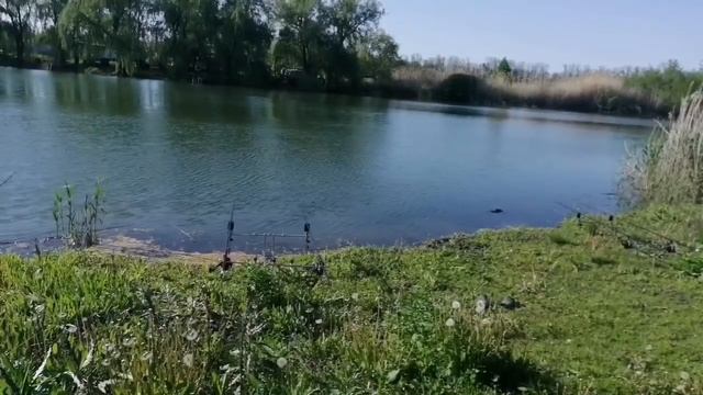 Поймали амура. Рыбалка в Ростовской области на водоёме водопадный. смотреть онлайн