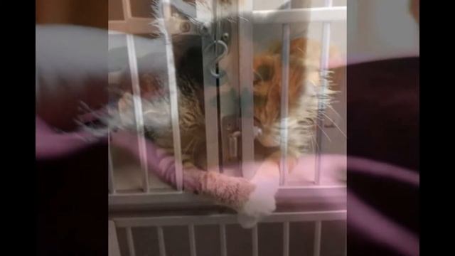 моё любимое животное кошка,на канале Khaldeeva. смотреть онлайн