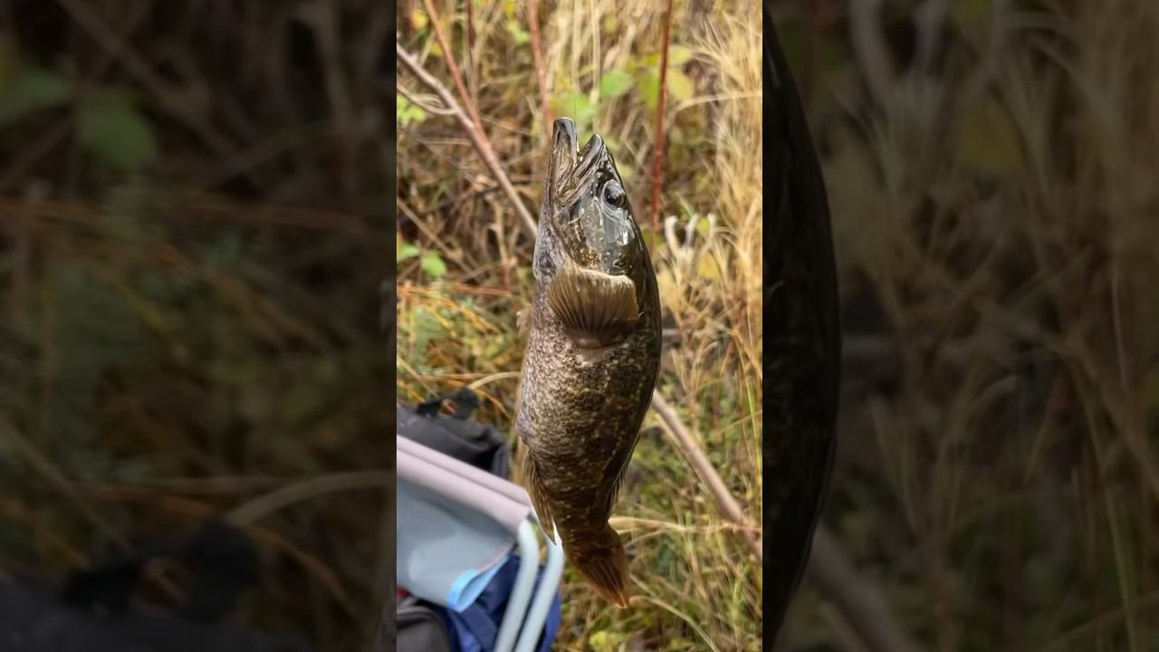 Ротан здесь он крупный #ротан #рыбалкакстово #наживкаротан смотреть онлайн