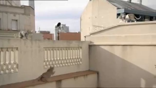 Go-Cat: Bobo the free-running cat смотреть онлайн