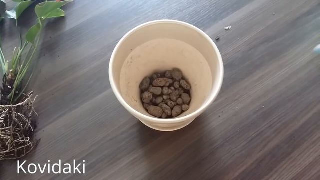 Антуриум открытие посылки и посадка детки смотреть онлайн