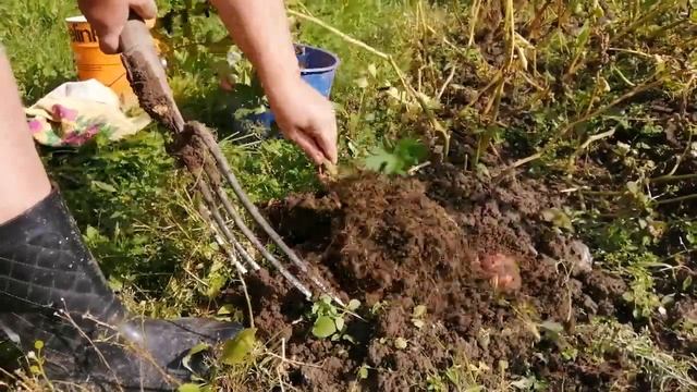 Любимая осень! Копаю картошку! Наш весёлый урожай! Заказ с Василька! Жизнь в деревне! смотреть онлайн