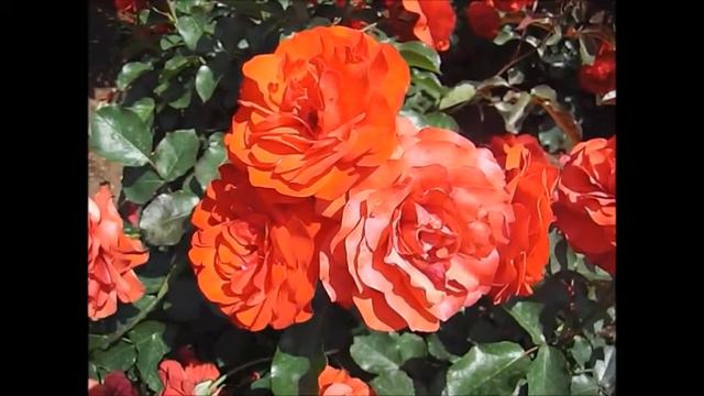 薔薇「トランぺッター」×ROSE「Trumpeter」 смотреть онлайн