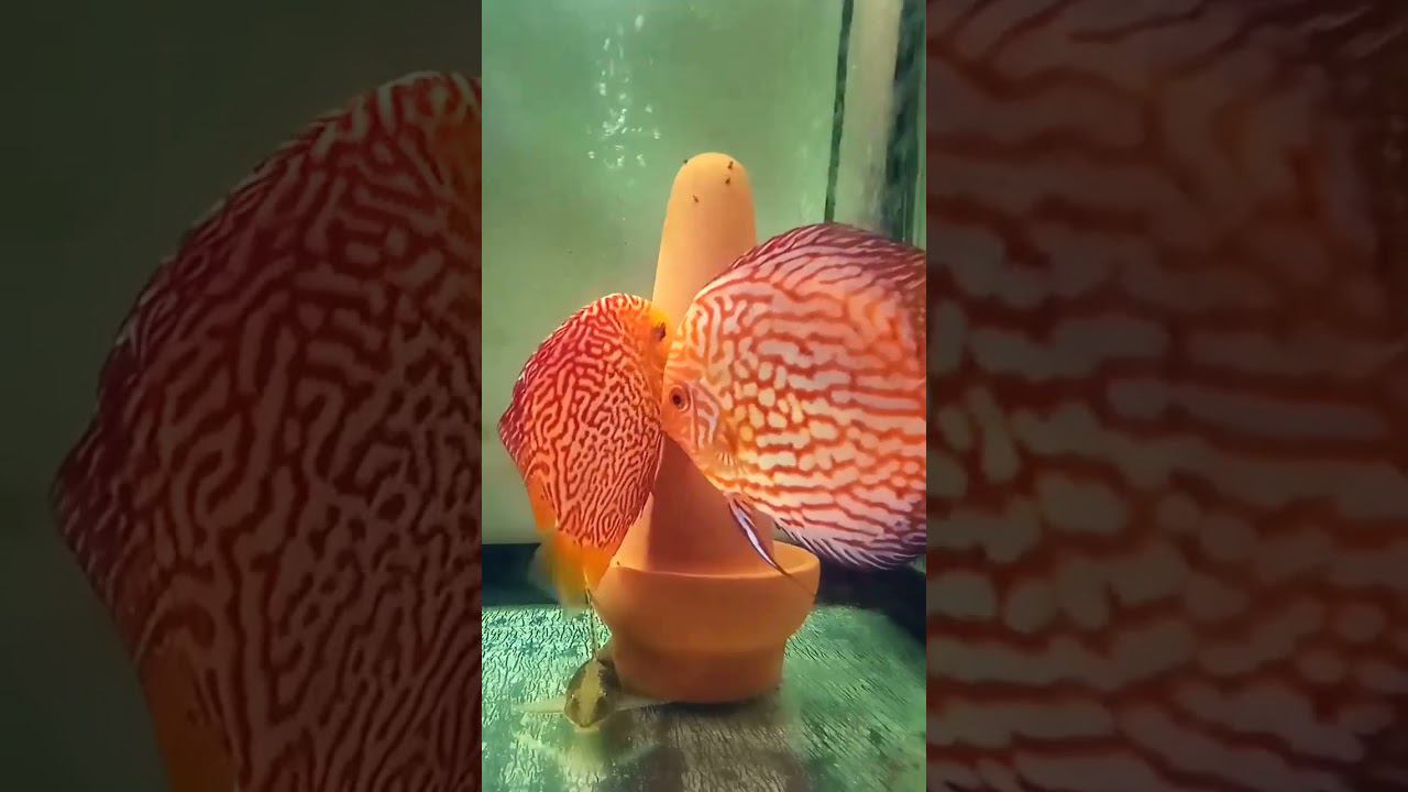 Лепота. Нерест Чекерборд и Снейк Пиджен #aquarium #discus #дискусы #аквариумныерыбки #shorts смотреть онлайн