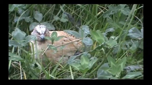 Феникс смотреть онлайн